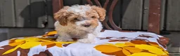 Miniature Poodle dogs for sale: Romeo - Ad 11