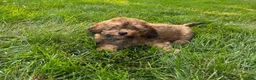 Cavapoo dogs for sale: Rudy - Ad 4