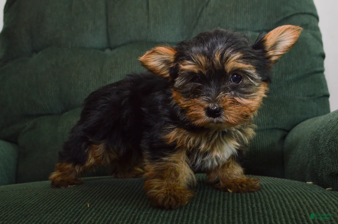Yorkshire Terrier dogs for sale: Farrah - Ad 1
