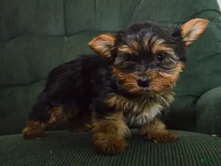 Yorkshire Terrier dogs Farrah - Ad 2