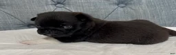 Pug dogs for sale: Black with white male  - Ad 5