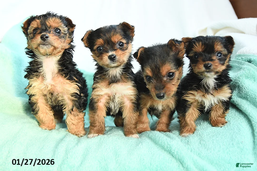 Yochon dogs for sale: Sweetie - Ad 3