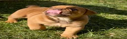 English Bulldog dogs for sale: Pumpkin  - Ad 8