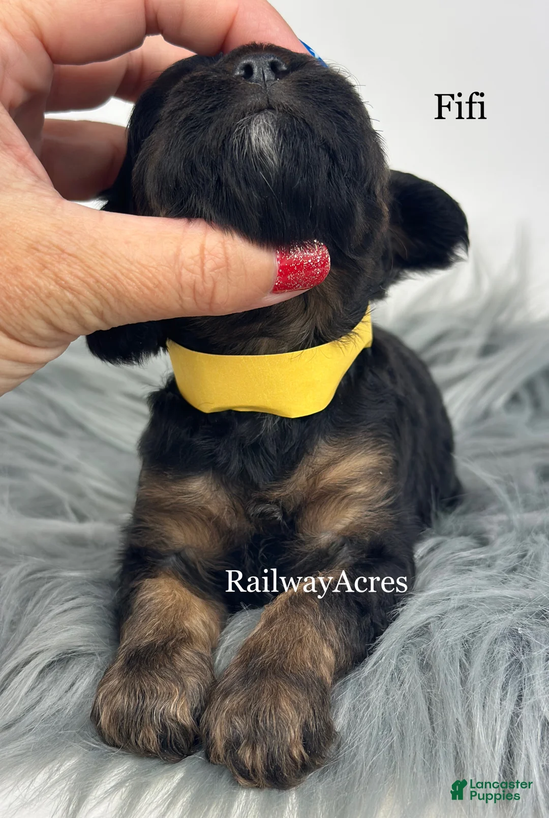 Cavapoo dogs for sale: Fifi - Ad 2