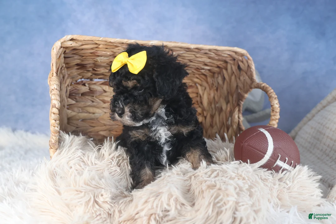 Miniature Poodle dogs for sale: Rocko - Ad 12
