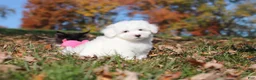 Maltese dogs for sale: Ozzy - Ad 7