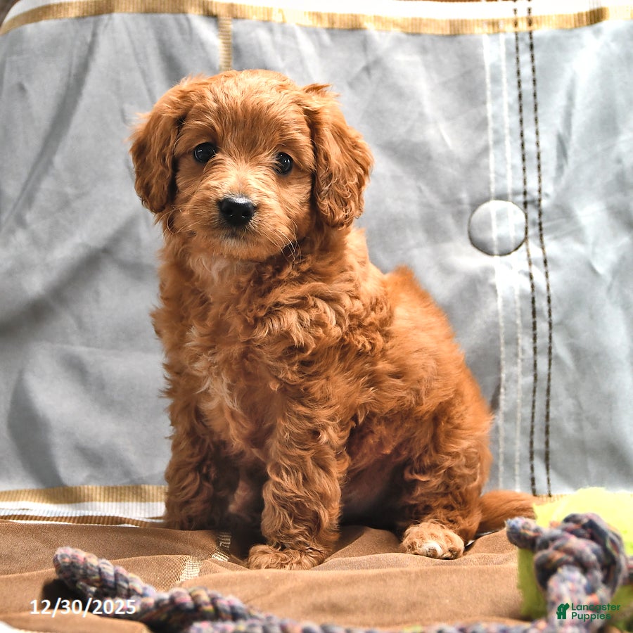 Goldendoodle dogs Brad  - Ad 26