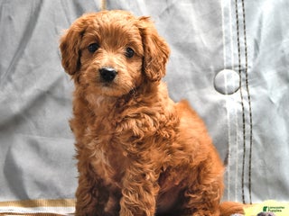 Goldendoodle dogs Brad - Ad 26