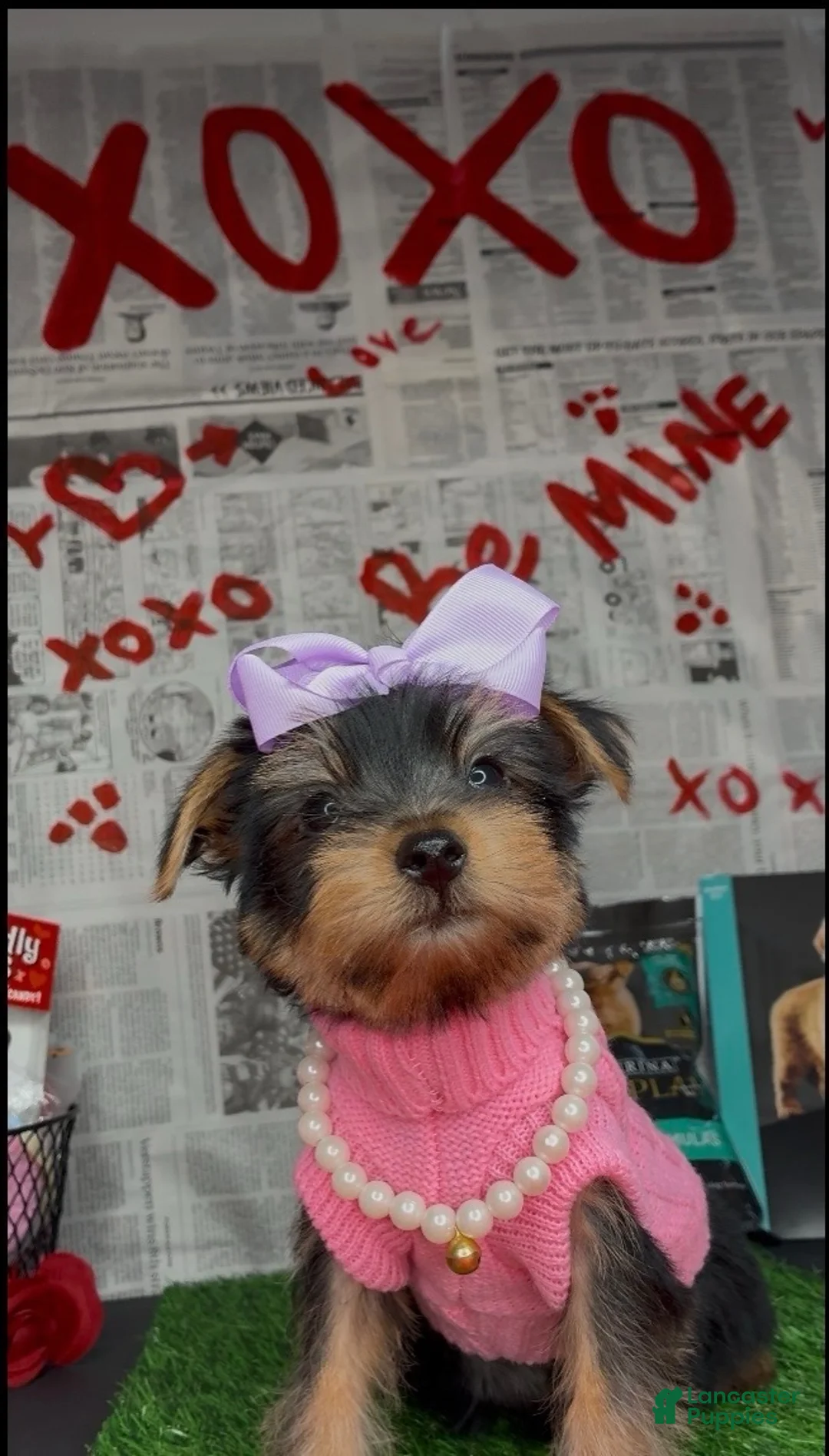 Yorkshire Terrier dogs for sale: Chloe - Ad 11