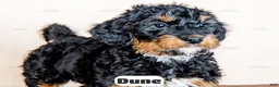 Bernedoodle dogs for sale: Dune - Ad 4