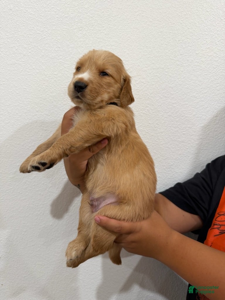 Golden Retriever dogs Grey Boy - Ad 2