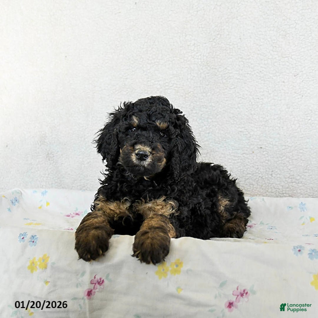 Standard Poodle dogs for sale: Muffin - Ad 2