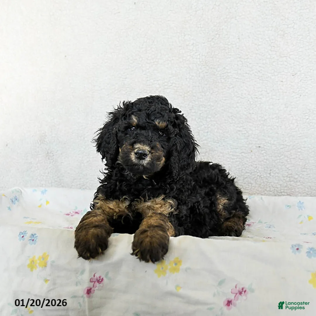 Standard Poodle dogs for sale: Muffin - Ad 2