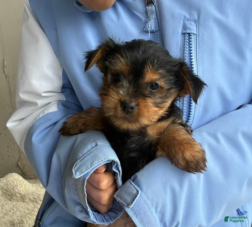 Yorkshire Terrier dogs Noel - Ad 23