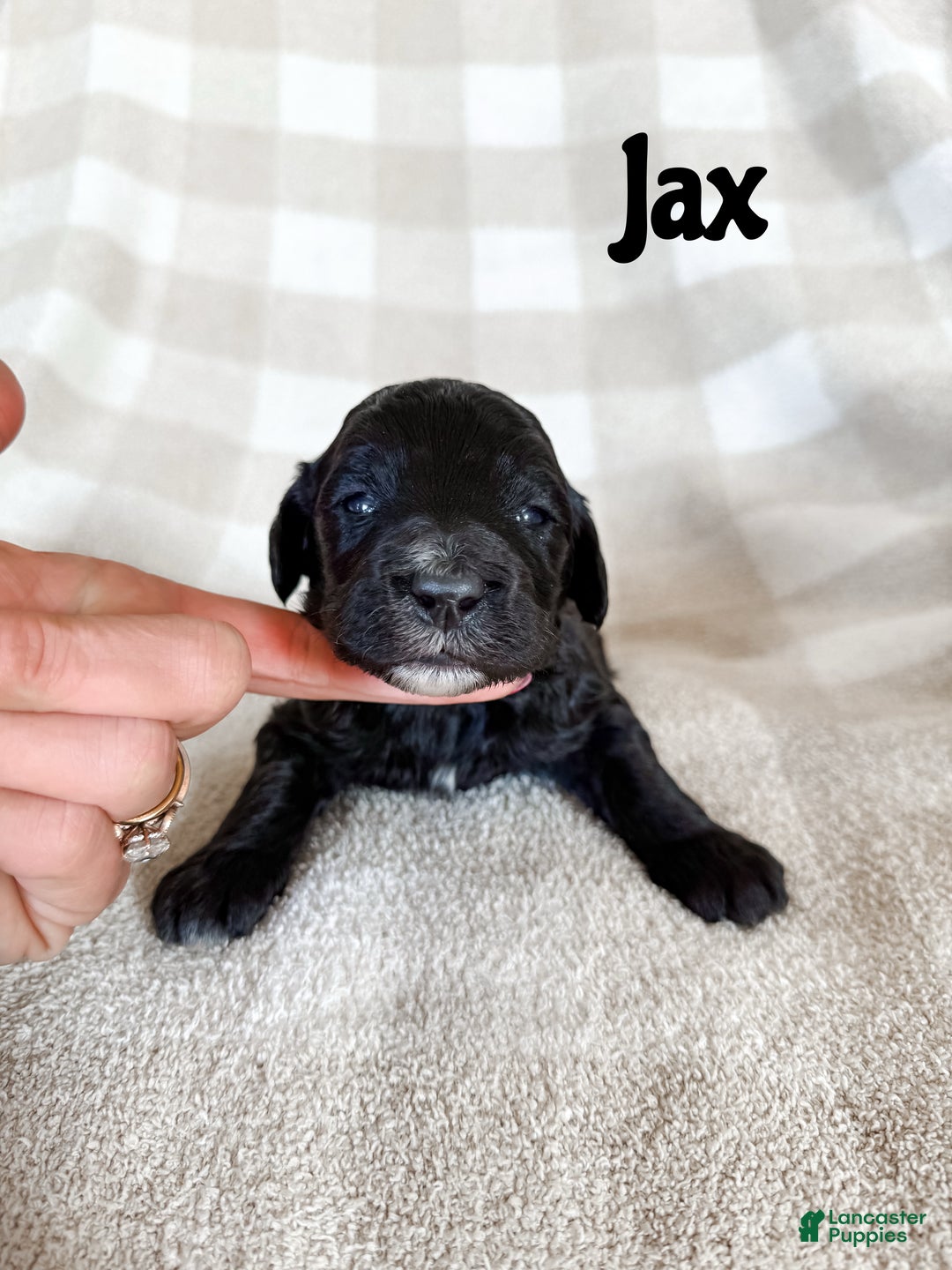 Aussiedoodle dogs for sale: Jax - Ad 1
