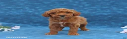 Mini Goldendoodle dogs for sale: Pumpkin - Ad 1