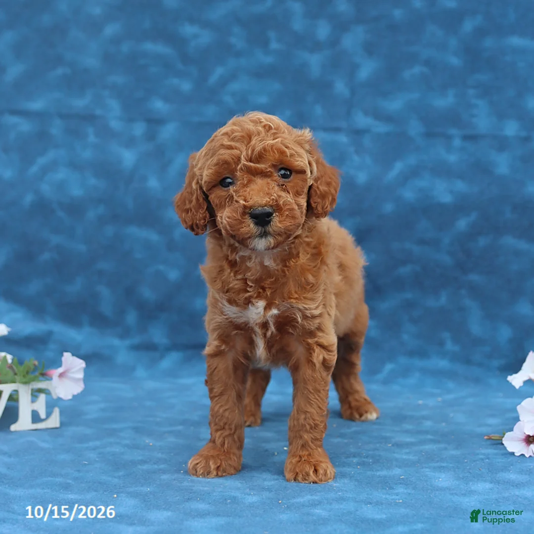 Mini Goldendoodle dogs for sale: Pumpkin - Ad 1