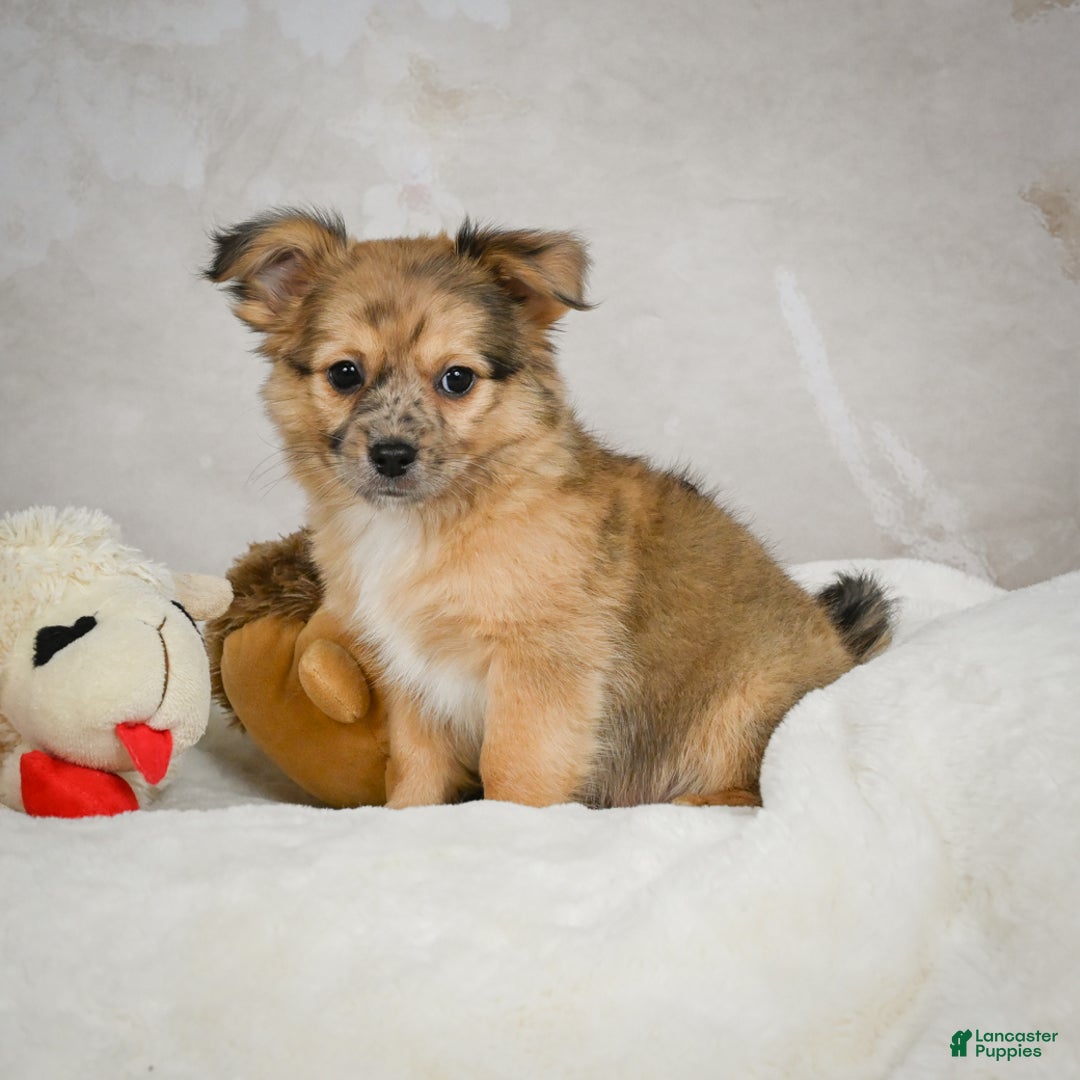 Chihuahua dogs for sale: Johnny - Ad 10