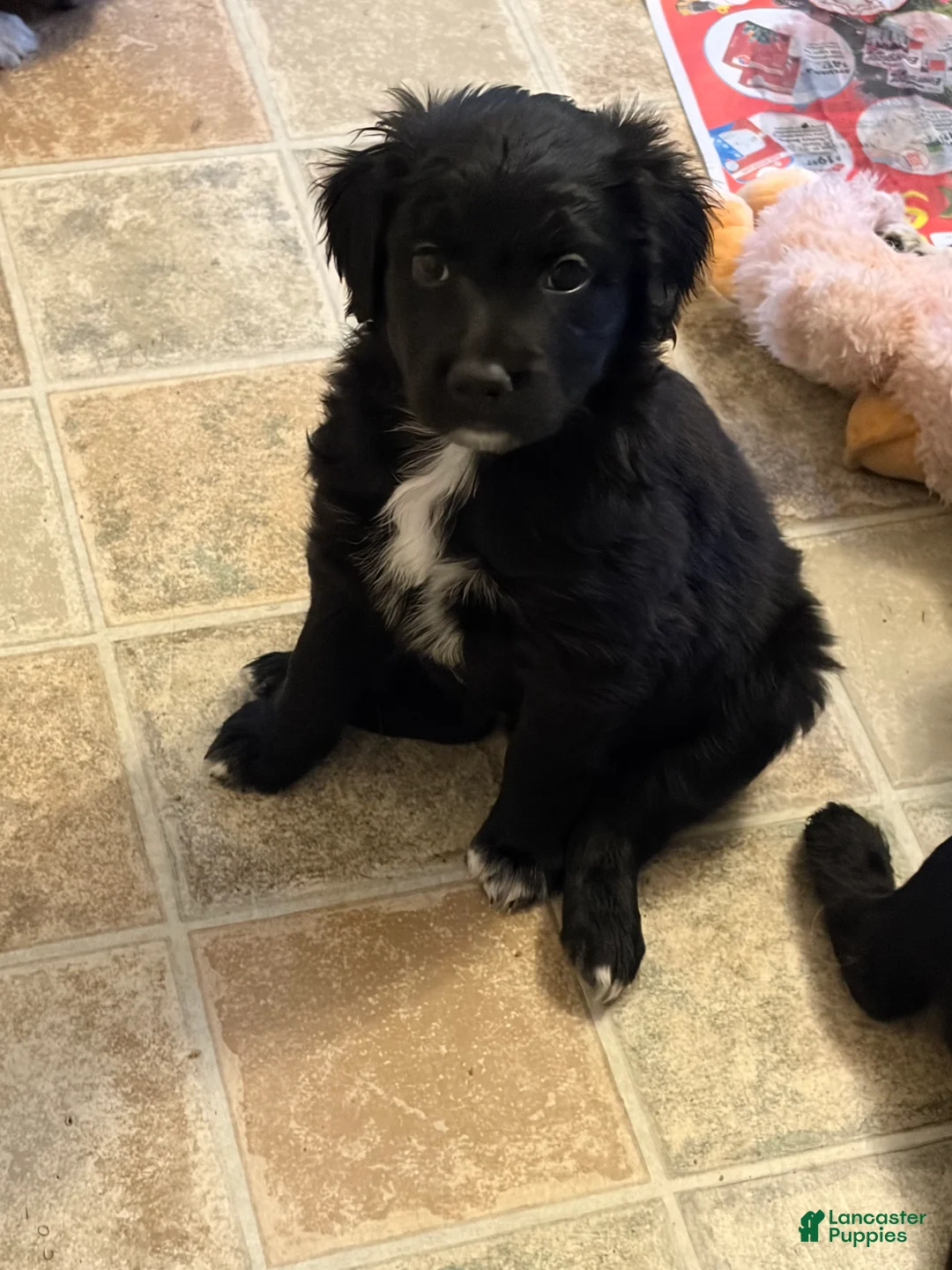 Aussiedoodle dogs for sale: Clover - Ad 2