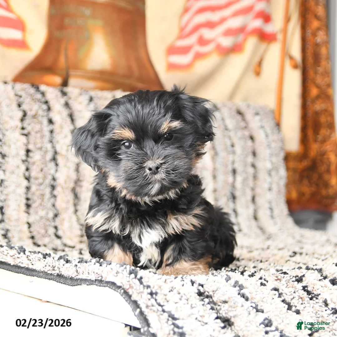 Shorkie dogs for sale: Joey - Ad 4