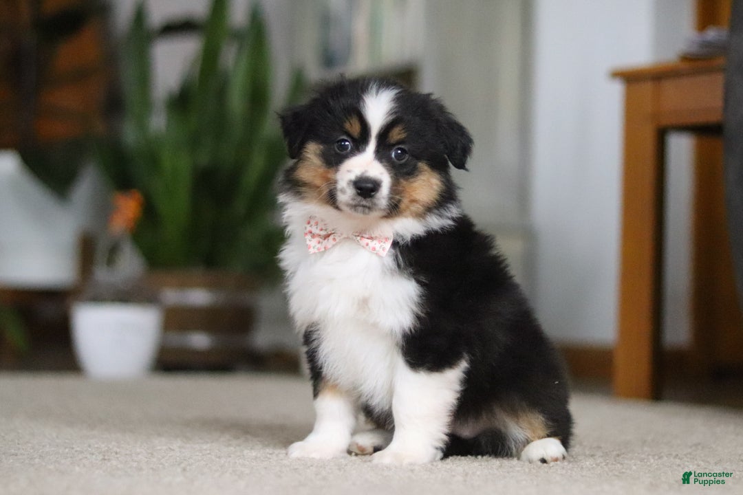 Miniature Australian Shepherd dogs for sale: Macy - Ad 3