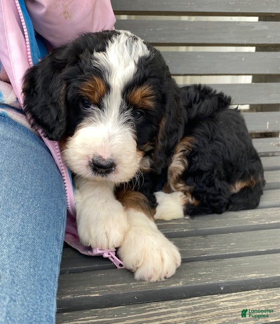 Bernedoodle dogs Charlie  - Ad 38