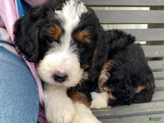 Bernedoodle dogs Charlie - Ad 32