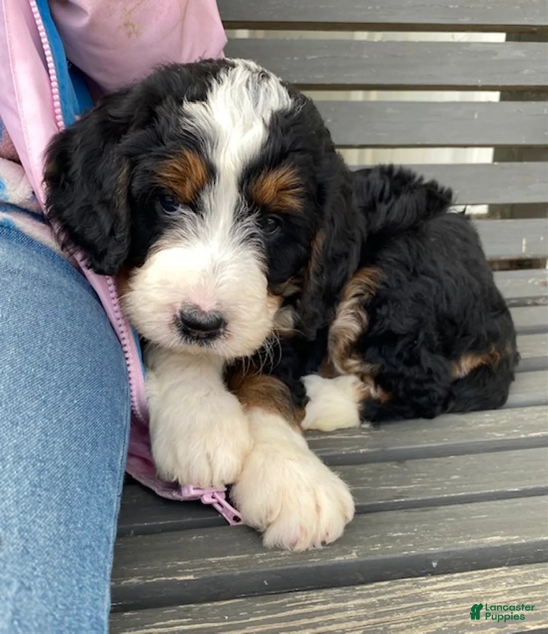 Bernedoodle dogs for sale: Charlie  - Ad 1