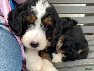 Bernedoodle dogs Charlie - Ad 28
