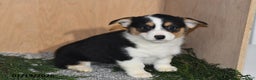 Welsh Corgi Pembroke dogs for sale: Sasha - Ad 3