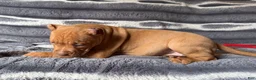 American Bully dogs for sale: Twister  - Ad 4