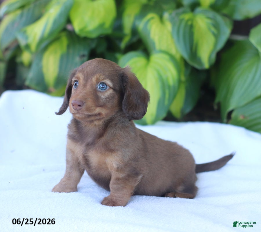 Miniature Dachshund dogs Tucker - Ad 2