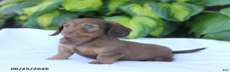 Miniature Dachshund dogs for sale: Tucker - Ad 2