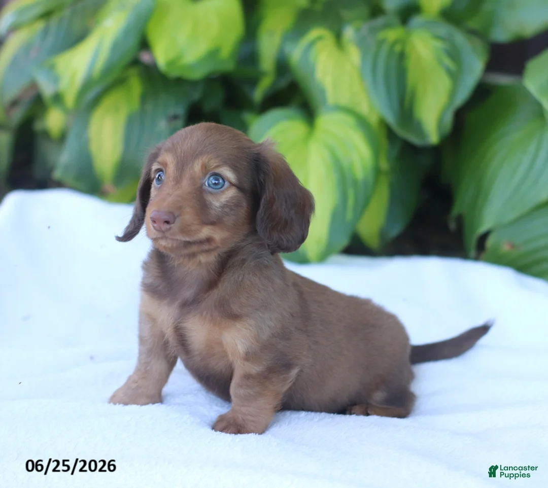 Miniature Dachshund dogs for sale: Tucker - Ad 2