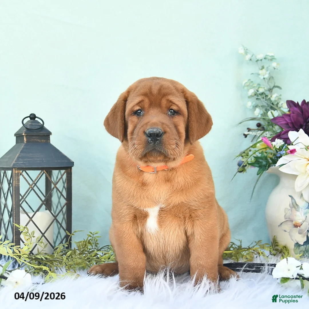 Labrador Retriever dogs for sale: Dory  - Ad 2
