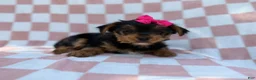Yorkiepoo dogs for sale: Tazzy - Ad 6