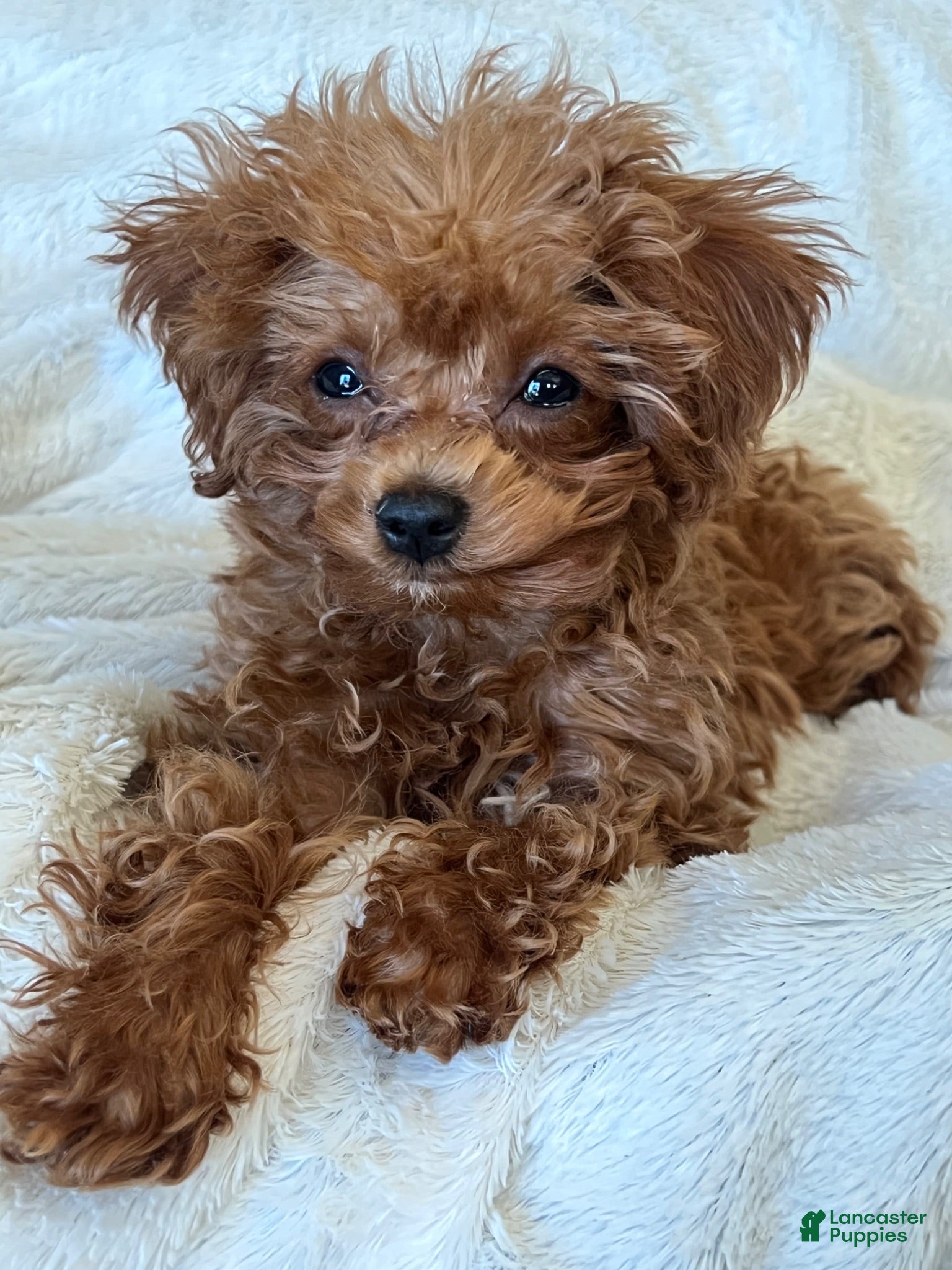 Toy Poodle dogs Tazzy - Ad 24