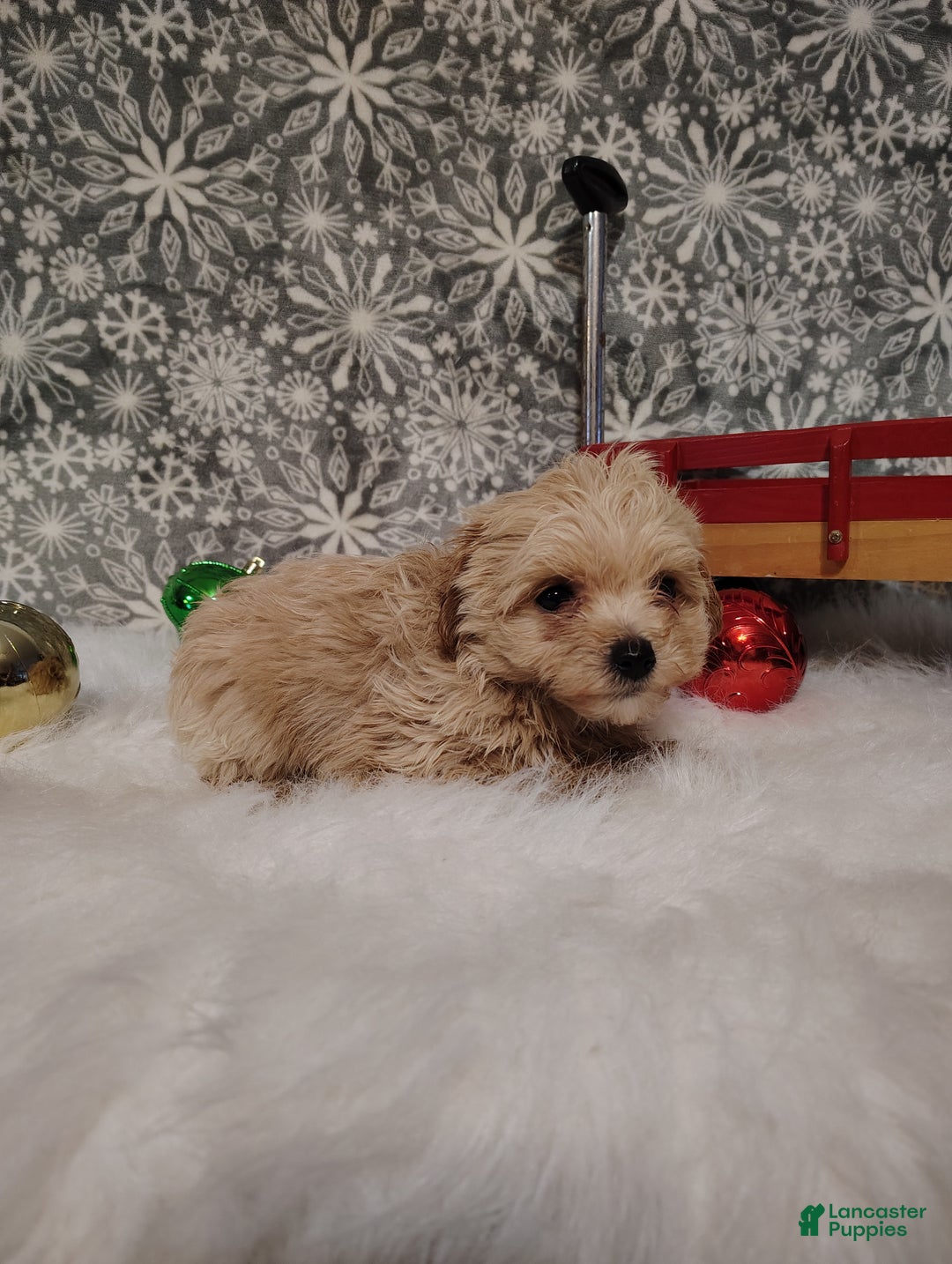 Maltipoo dogs for sale: Ace - Ad 7