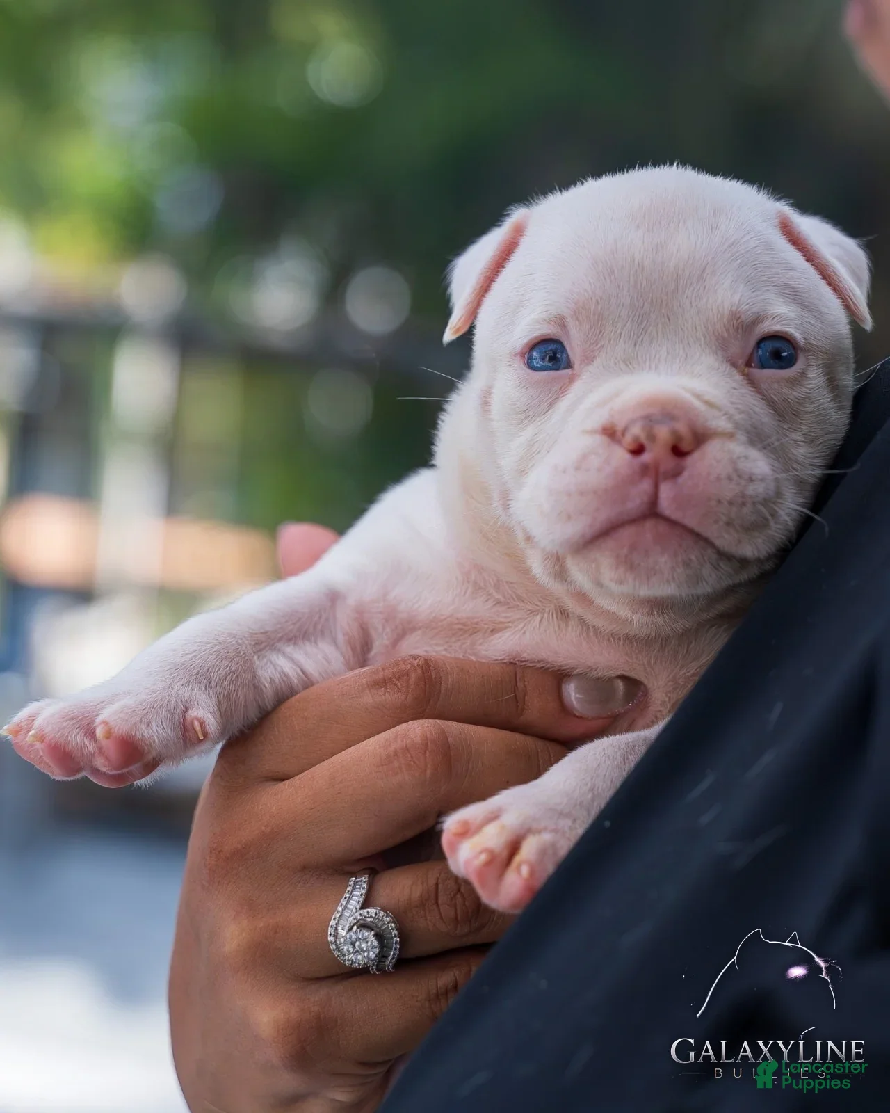American Bulldog dogs for sale: Pluto x Omega Male - Ad 2