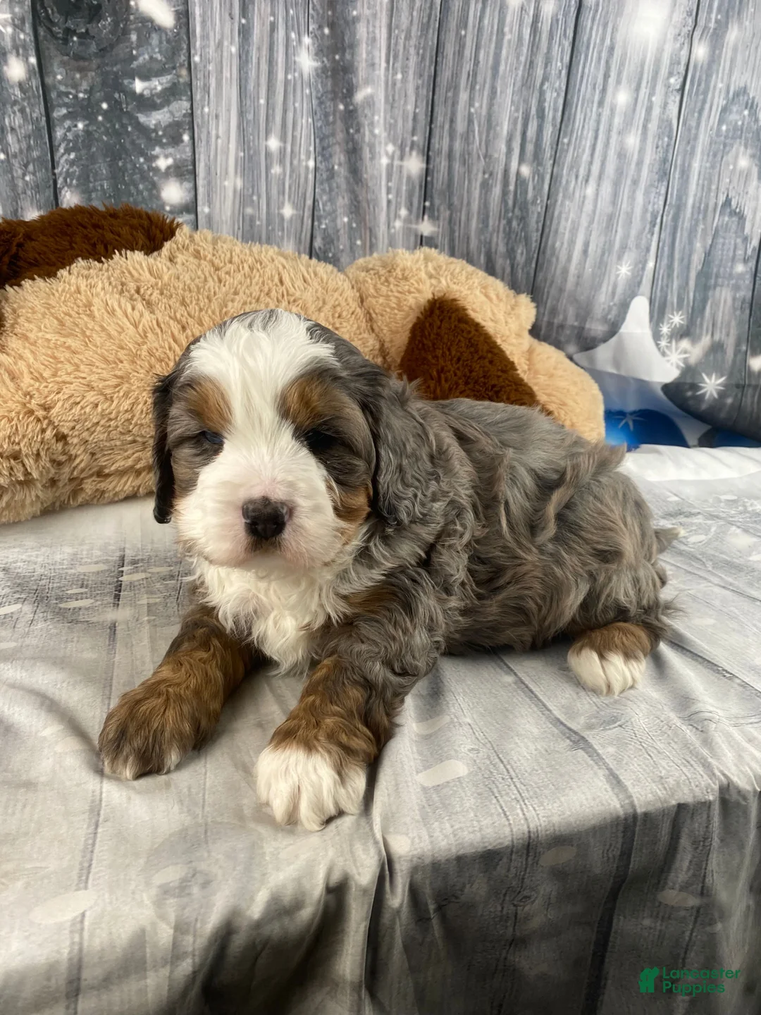 Mixed Breed dogs for sale: Reggie - Ad 2