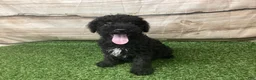 Kerry Blue Terrier dogs for sale: Zeke - Ad 2