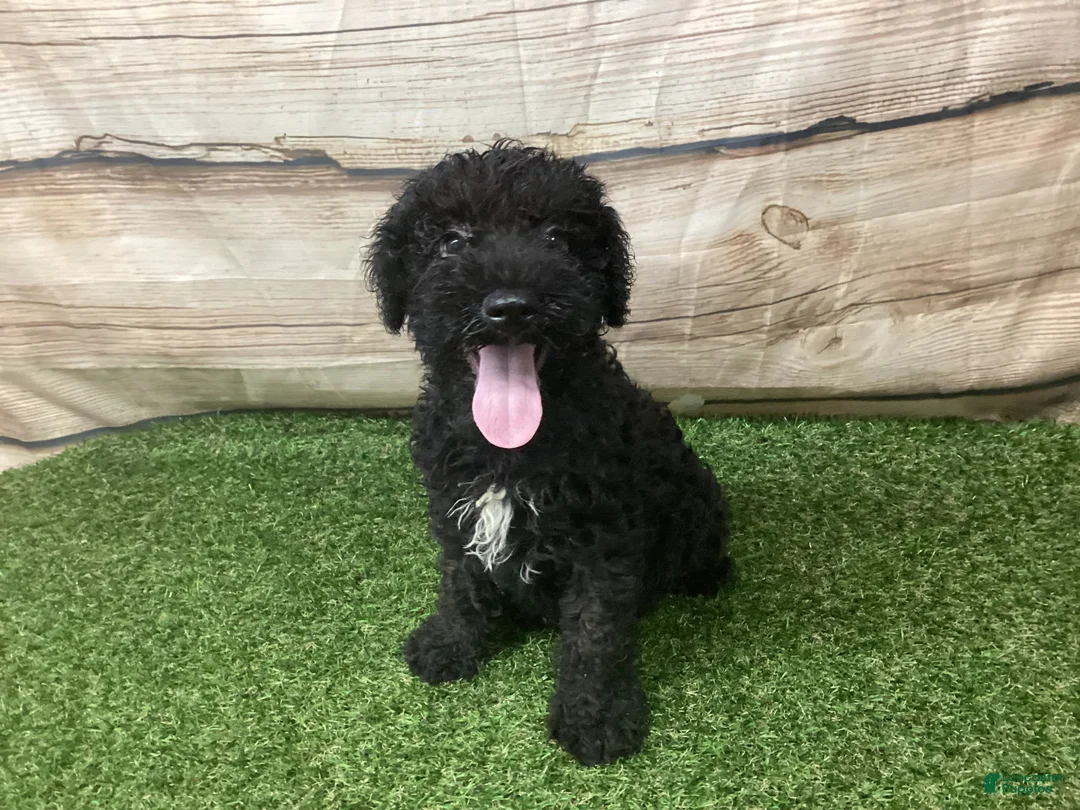 Kerry Blue Terrier dogs for sale: Zeke - Ad 2