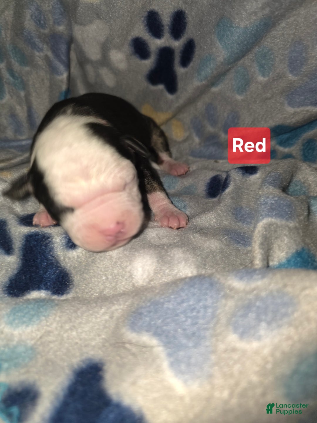 Mixed Breed dogs for sale: Red - Ad 9