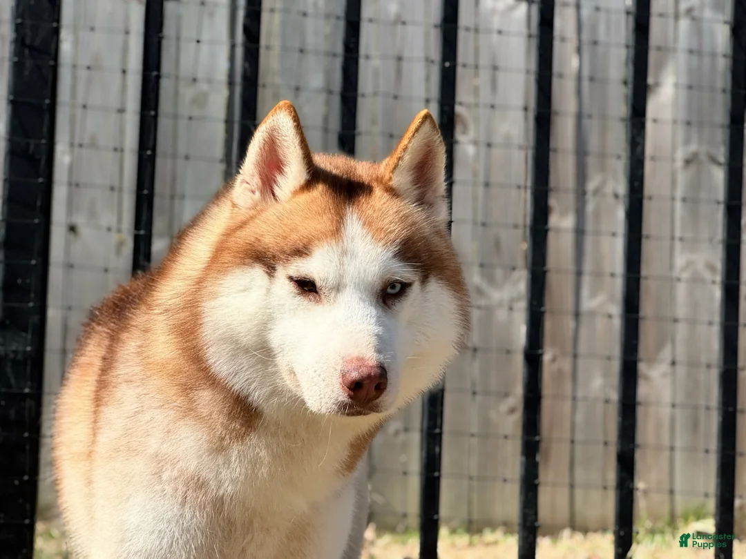 Siberian Husky dogs for stud: 100% import lines - Ad 1