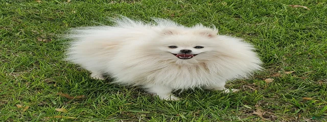 Gidget