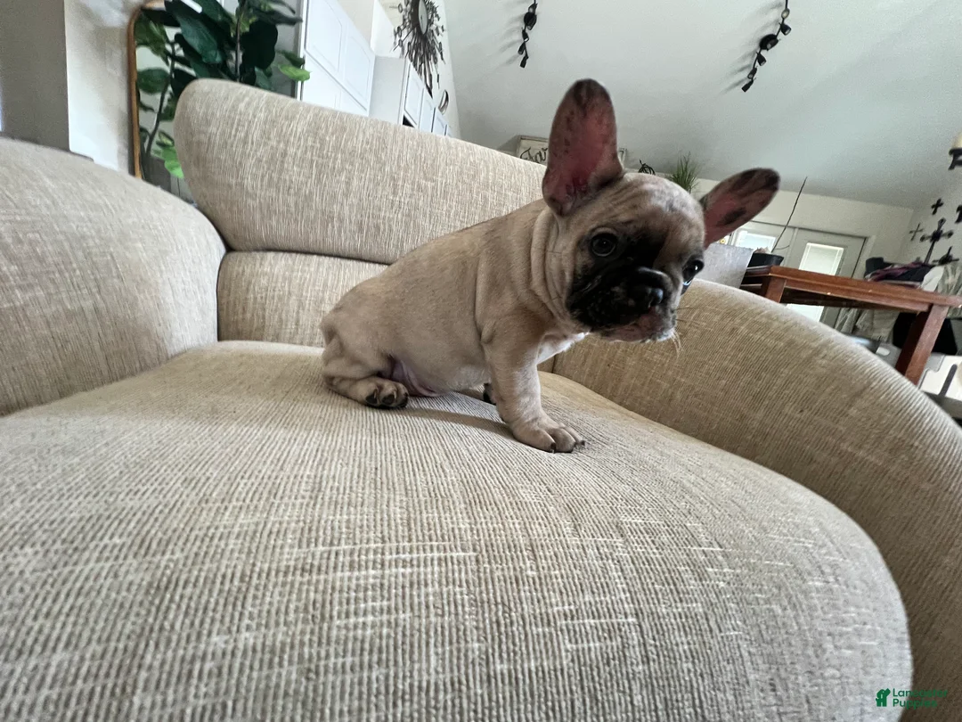 French Bulldog dogs for sale: Scout  - Ad 3