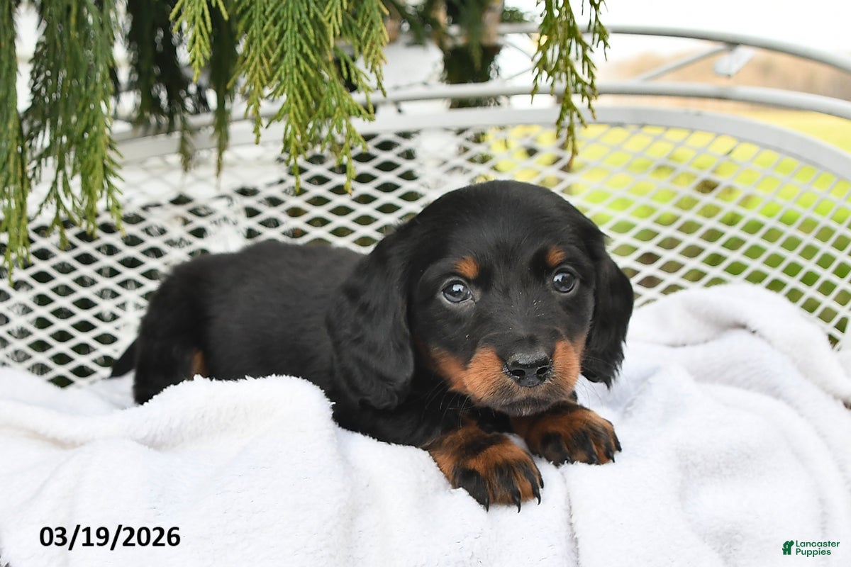 Miniature Dachshund dogs Parker - Ad 1