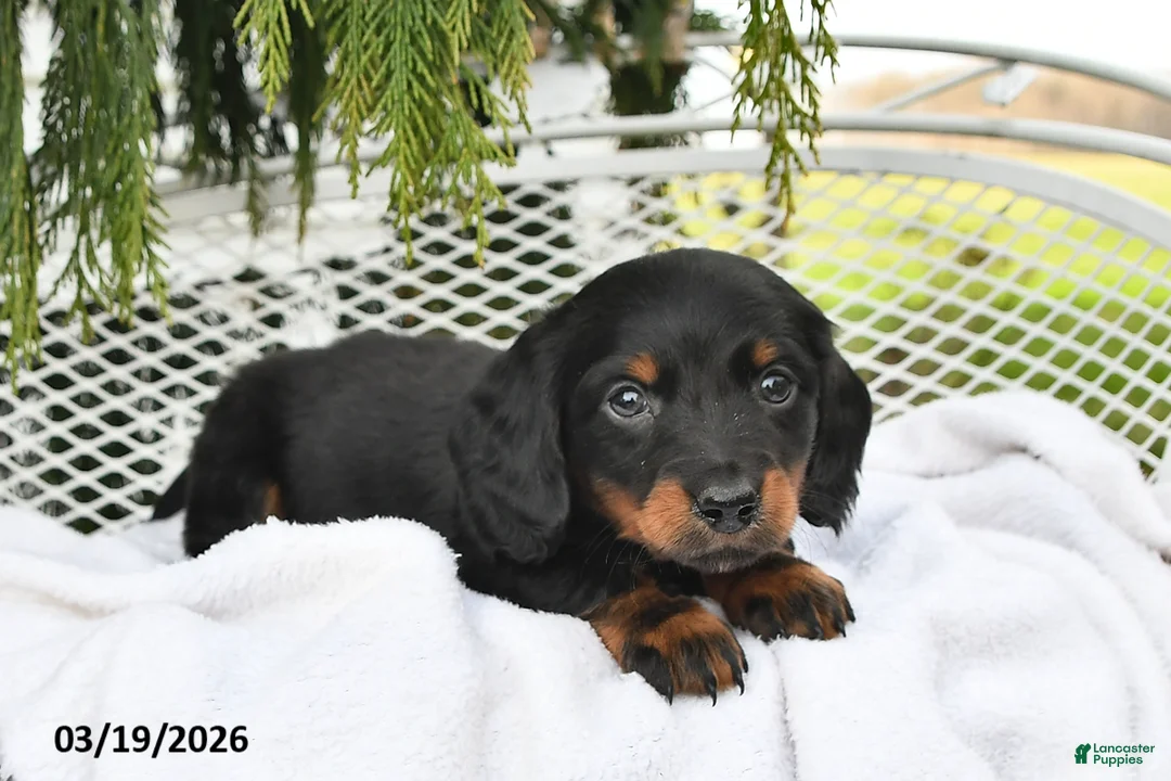 Miniature Dachshund dogs for sale: Parker - Ad 1