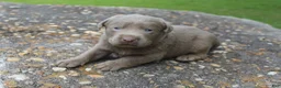 Labrador Retriever dogs for sale: Asher - Ad 1