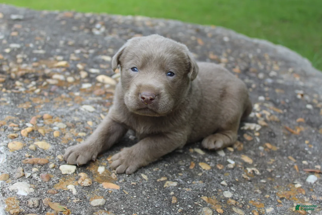 Labrador Retriever dogs for sale: Asher - Ad 1